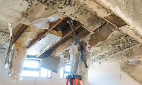 Best Commercial Mold Inspection  in Carbondale, IL